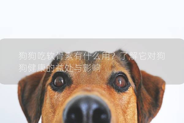 狗狗吃软骨素有什么用？了解它对狗狗健康的益处与影响