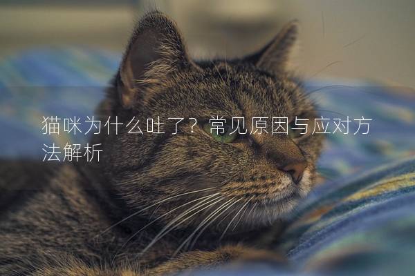 猫咪为什么吐了？常见原因与应对方法解析
