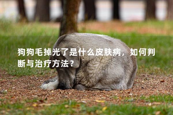 狗狗毛掉光了是什么皮肤病，如何判断与治疗方法？