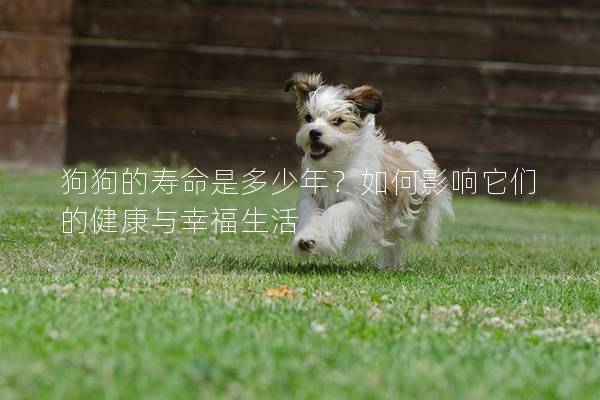 狗狗的寿命是多少年？如何影响它们的健康与幸福生活