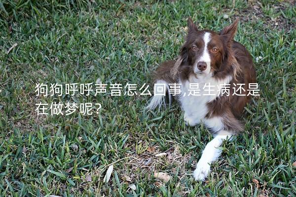 狗狗呼呼声音怎么回事,是生病还是在做梦呢？