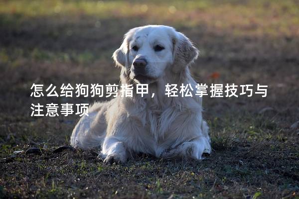 怎么给狗狗剪指甲，轻松掌握技巧与注意事项