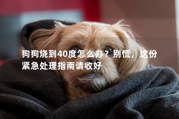 狗狗烧到40度怎么办？别慌，这份紧急处理指南请收好