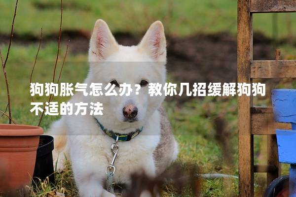 狗狗胀气怎么办？教你几招缓解狗狗不适的方法