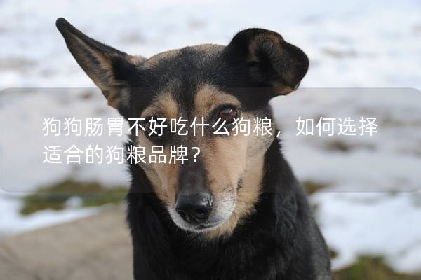 狗狗肠胃不好吃什么狗粮，如何选择适合的狗粮品牌？