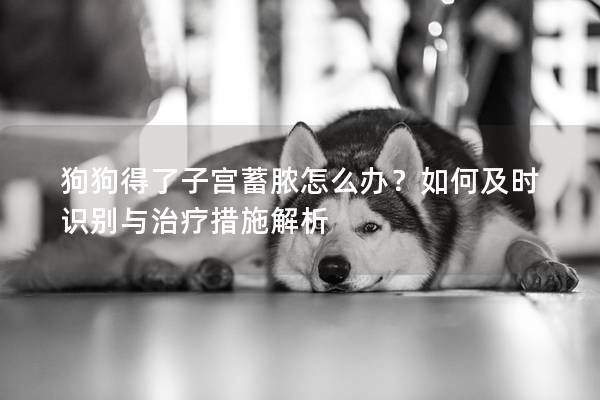 狗狗得了子宫蓄脓怎么办？如何及时识别与治疗措施解析