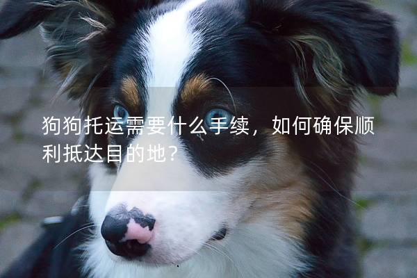 狗狗托运需要什么手续，如何确保顺利抵达目的地？