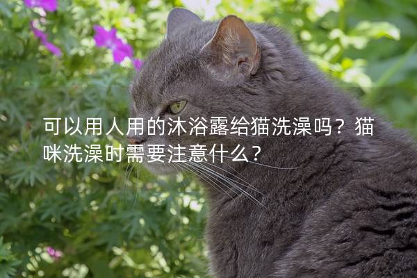 可以用人用的沐浴露给猫洗澡吗？猫咪洗澡时需要注意什么？