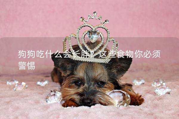狗狗吃什么会长胖？这些食物你必须警惕