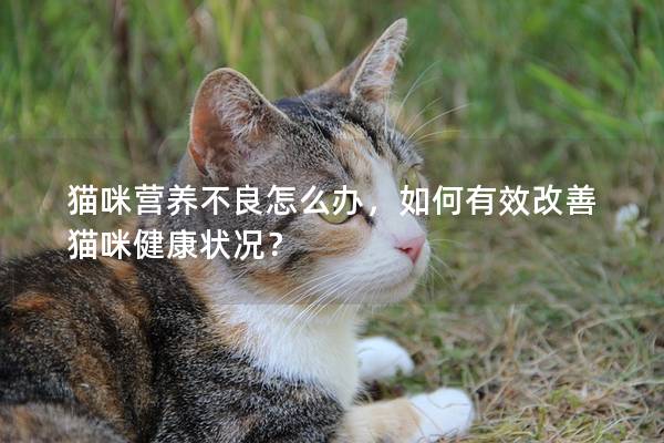 猫咪营养不良怎么办，如何有效改善猫咪健康状况？