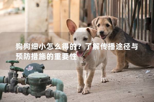 狗狗细小怎么得的？了解传播途径与预防措施的重要性