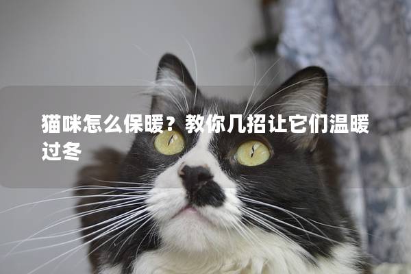 猫咪怎么保暖？教你几招让它们温暖过冬