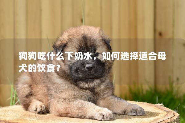 狗狗吃什么下奶水，如何选择适合母犬的饮食？