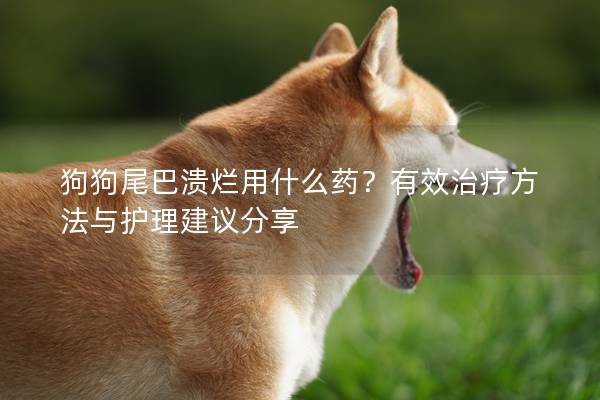 狗狗尾巴溃烂用什么药？有效治疗方法与护理建议分享