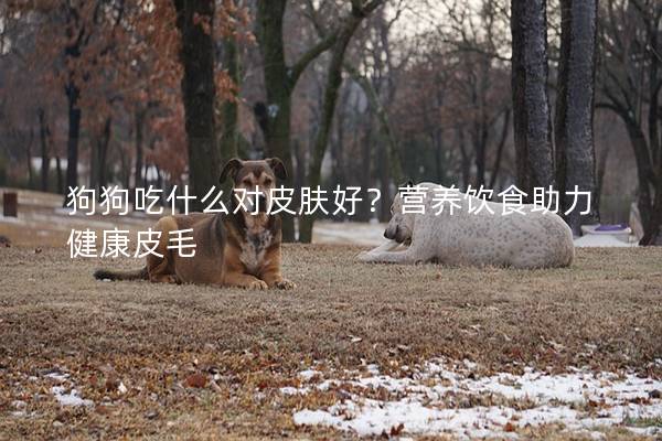 狗狗吃什么对皮肤好？营养饮食助力健康皮毛
