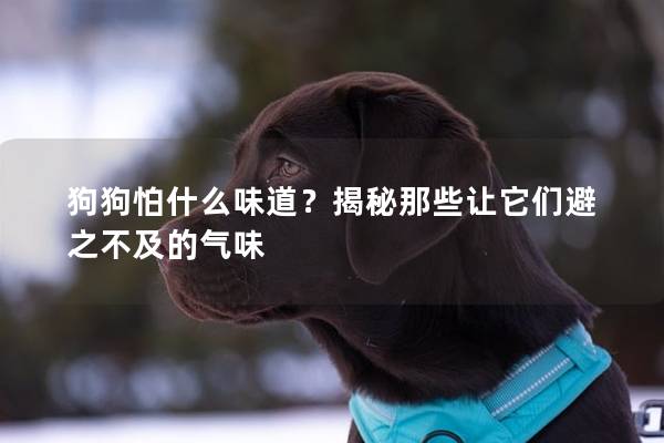 狗狗怕什么味道？揭秘那些让它们避之不及的气味