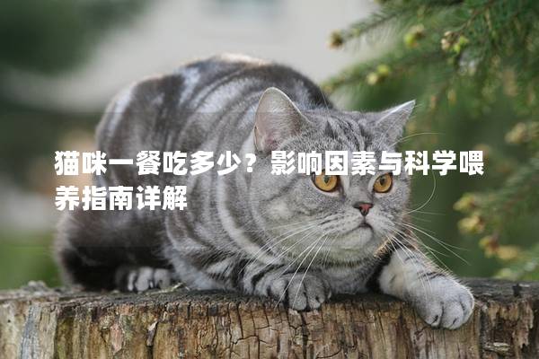 猫咪一餐吃多少？影响因素与科学喂养指南详解