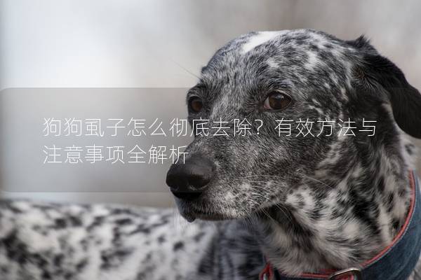 狗狗虱子怎么彻底去除？有效方法与注意事项全解析