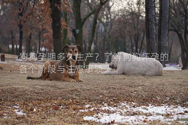 狗狗孕期多久生产？了解狗狗怀孕的各个阶段与注意事项