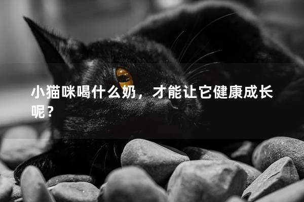 小猫咪喝什么奶，才能让它健康成长呢？