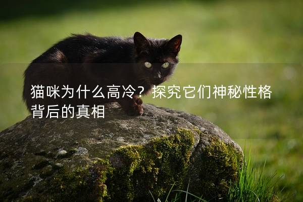猫咪为什么高冷？探究它们神秘性格背后的真相