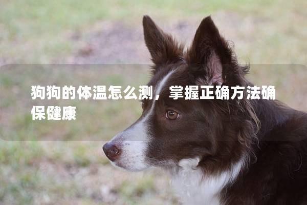 狗狗的体温怎么测，掌握正确方法确保健康