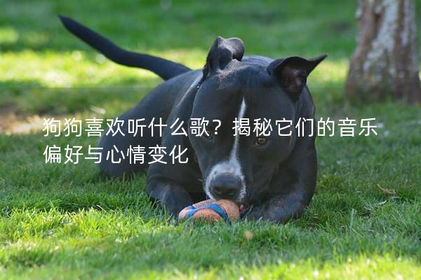 狗狗喜欢听什么歌？揭秘它们的音乐偏好与心情变化