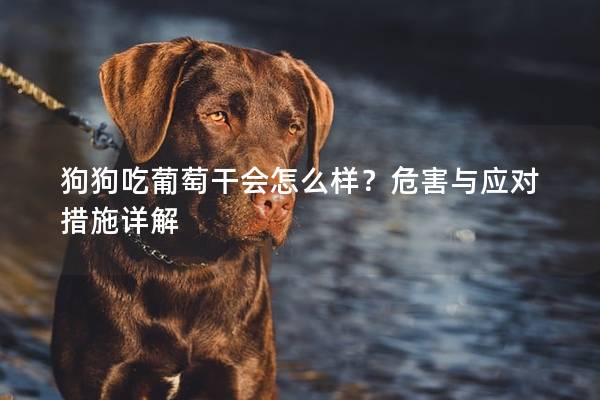 狗狗吃葡萄干会怎么样？危害与应对措施详解