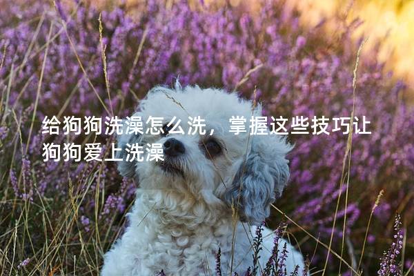 给狗狗洗澡怎么洗，掌握这些技巧让狗狗爱上洗澡