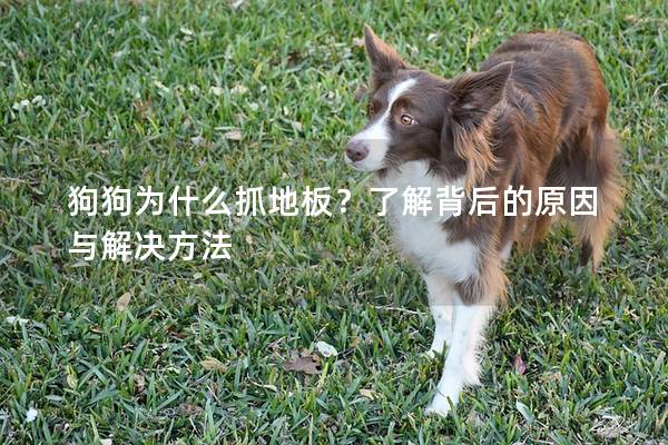 狗狗为什么抓地板？了解背后的原因与解决方法