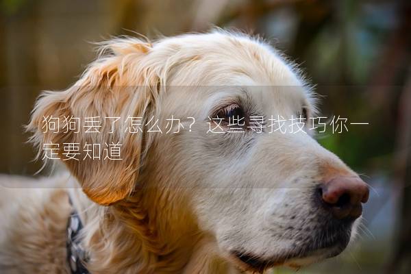 狗狗丢了怎么办？这些寻找技巧你一定要知道