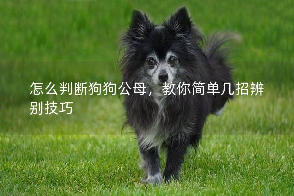 怎么判断狗狗公母，教你简单几招辨别技巧