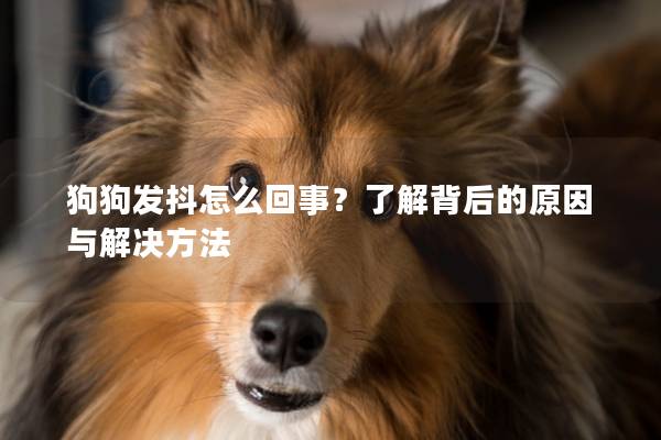 狗狗发抖怎么回事？了解背后的原因与解决方法
