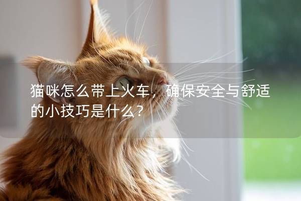 猫咪怎么带上火车，确保安全与舒适的小技巧是什么？