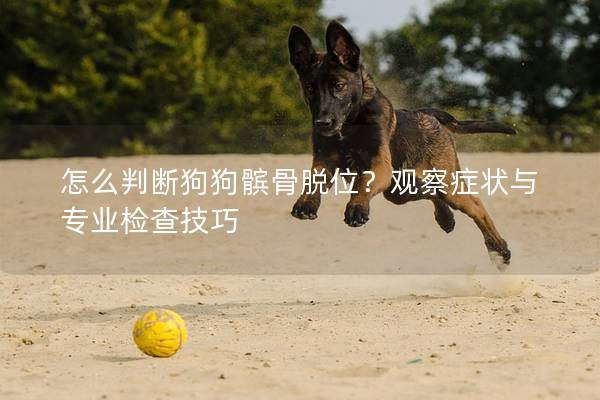 怎么判断狗狗髌骨脱位？观察症状与专业检查技巧