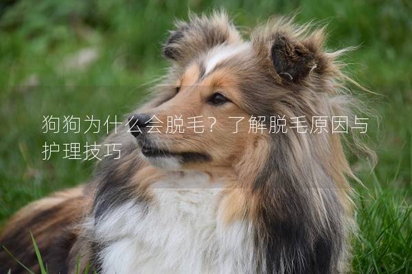 狗狗为什么会脱毛？了解脱毛原因与护理技巧