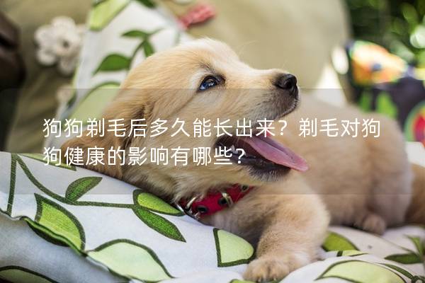 狗狗剃毛后多久能长出来？剃毛对狗狗健康的影响有哪些？