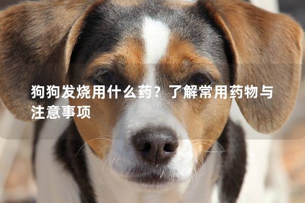 狗狗发烧用什么药？了解常用药物与注意事项