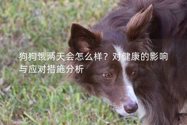 狗狗饿两天会怎么样？对健康的影响与应对措施分析