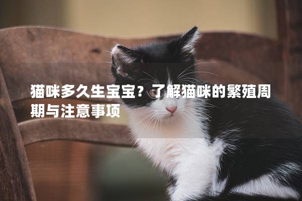 猫咪多久生宝宝？了解猫咪的繁殖周期与注意事项