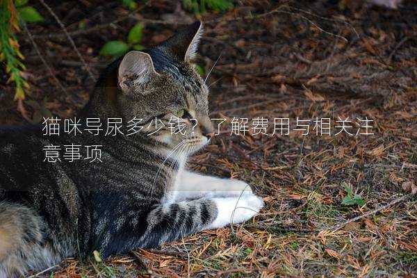猫咪导尿多少钱？了解费用与相关注意事项