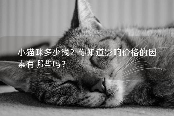 小猫咪多少钱？你知道影响价格的因素有哪些吗？