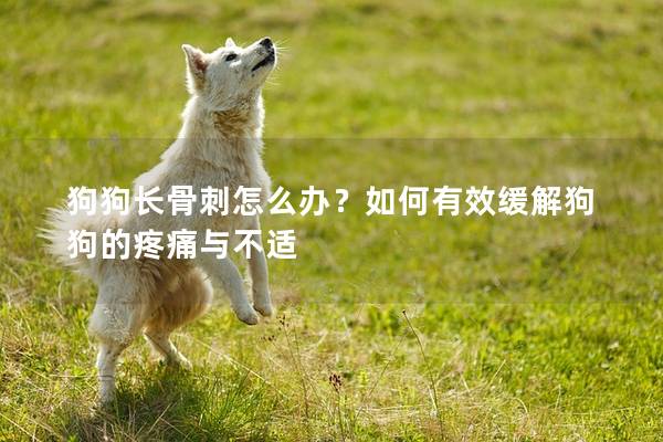 狗狗长骨刺怎么办？如何有效缓解狗狗的疼痛与不适