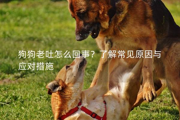 狗狗老吐怎么回事？了解常见原因与应对措施