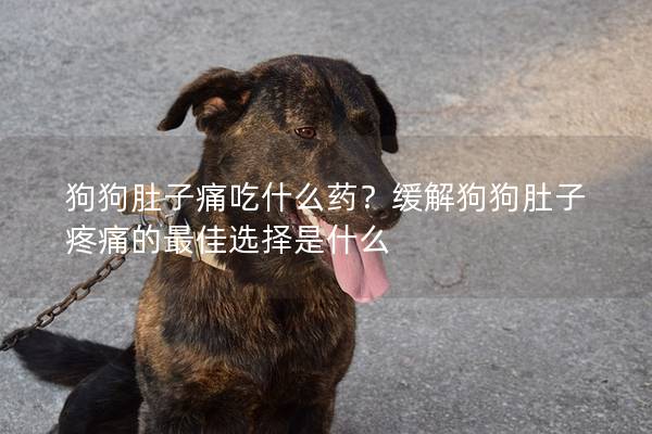 狗狗肚子痛吃什么药？缓解狗狗肚子疼痛的最佳选择是什么