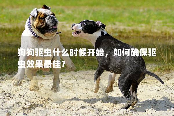 狗狗驱虫什么时候开始，如何确保驱虫效果最佳？