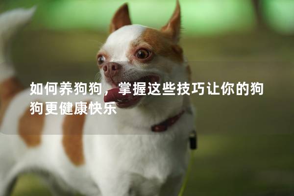 如何养狗狗，掌握这些技巧让你的狗狗更健康快乐