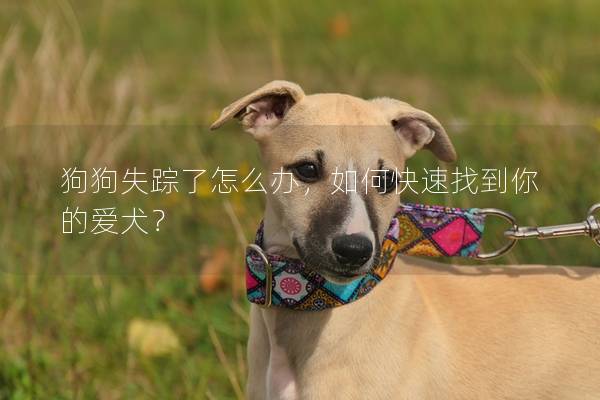 狗狗失踪了怎么办，如何快速找到你的爱犬？