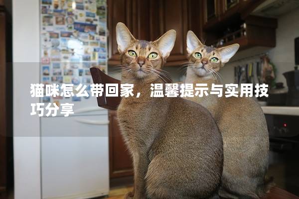 猫咪怎么带回家，温馨提示与实用技巧分享