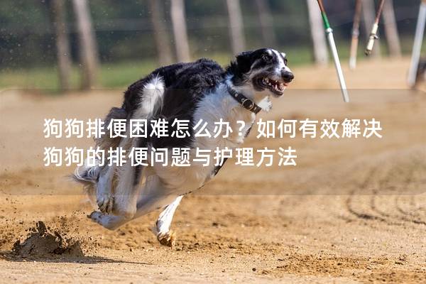 狗狗排便困难怎么办？如何有效解决狗狗的排便问题与护理方法